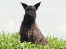 Bouvier des Ardennes